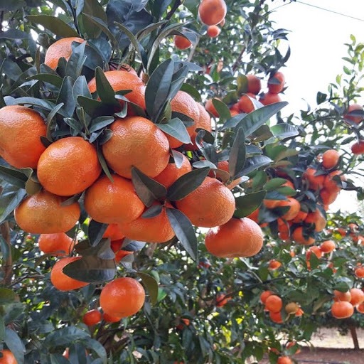 campo Mandartang tang gold OP Spagnolo